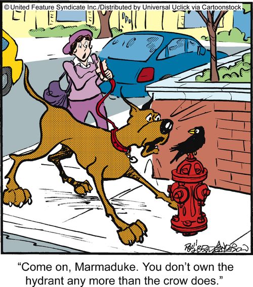 'Come on, Marmaduke. You don't own the hydrant any more than the crow does.'
