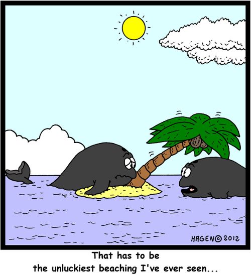 'That has to be the unluckiest beaching I've ever seen...'