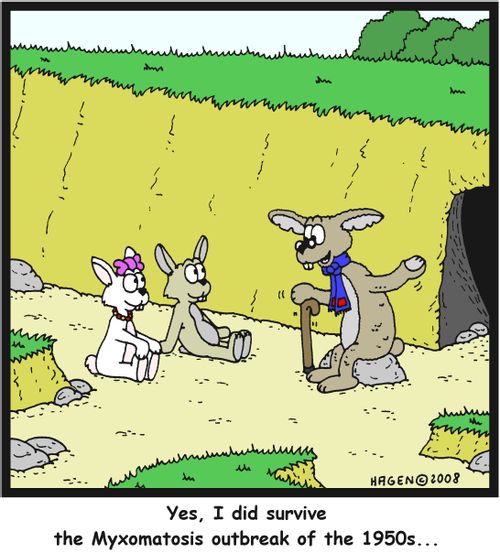 'Yes, I did survive the Myxomatosis outbreak of the 1950s...'