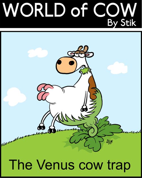 A Venus cow trap.
