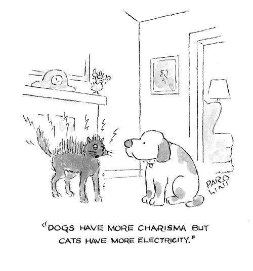 'Dogs have more charisma but cats have more electricity.'