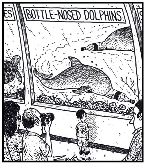 Bottle-nosed Dolphins.