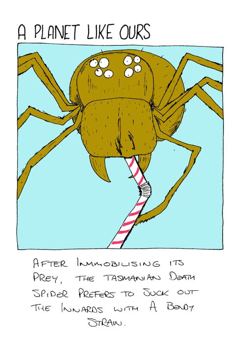 After immobilising its prey, the Tasmanian Death Spider prefers to suck out the innards with a bendy straw.