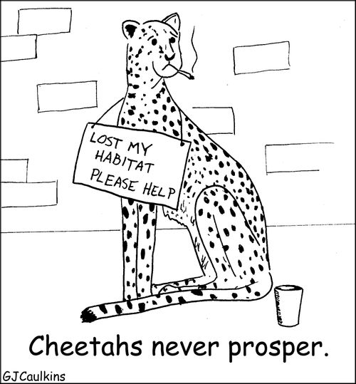 Cheetah's never prosper.