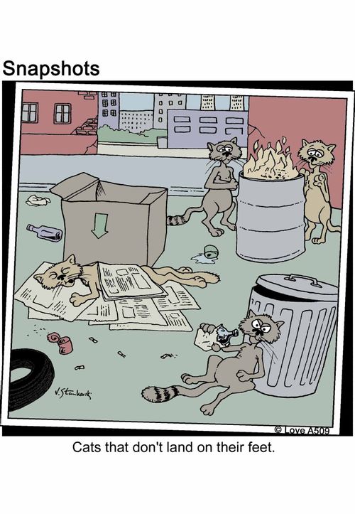 Cats that don't land on their feet.