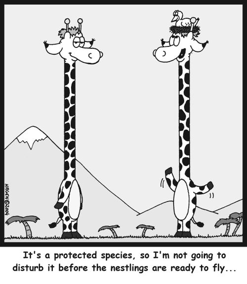 'It's a protected species, so I'm not going to disturb it before the nestlings are ready to fly...'