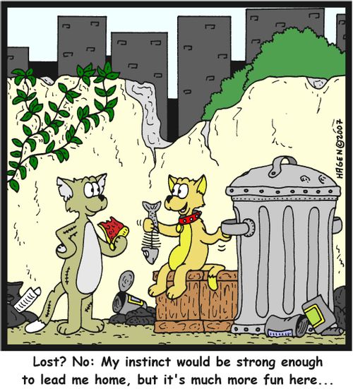 'Lost? No: My instinct would be strong enough to lead me home, but it's much more fun here...'