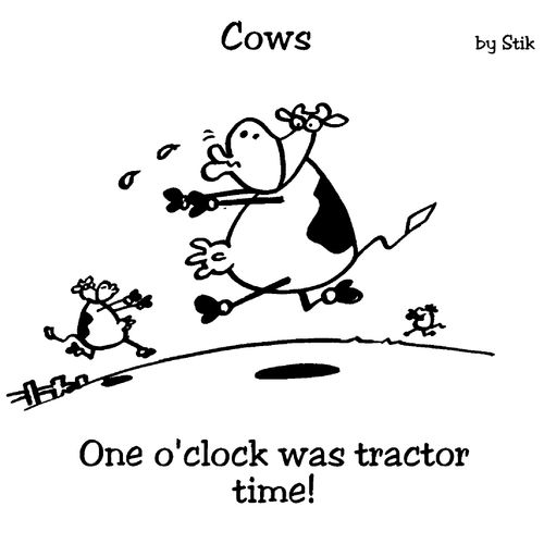 COWS: One o'clock was tractor time!