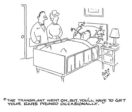 'Your transplant went OK, but you'll have to get your ears pruned occasionally.'
