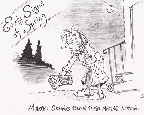 Early Signs of Spring: Skunk mating season begins.