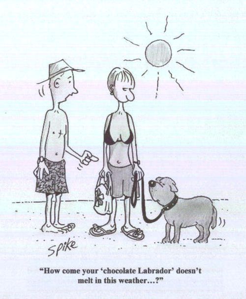 'How come your chocolate Labrador doesn't melt in this heat?'