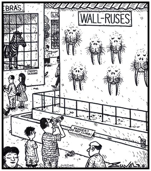 Wall-ruses.