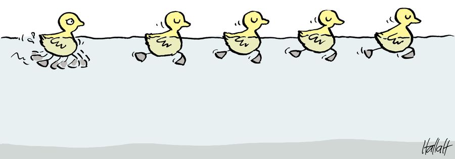 Ducks swimming with the one behind paddling hard to catch up.