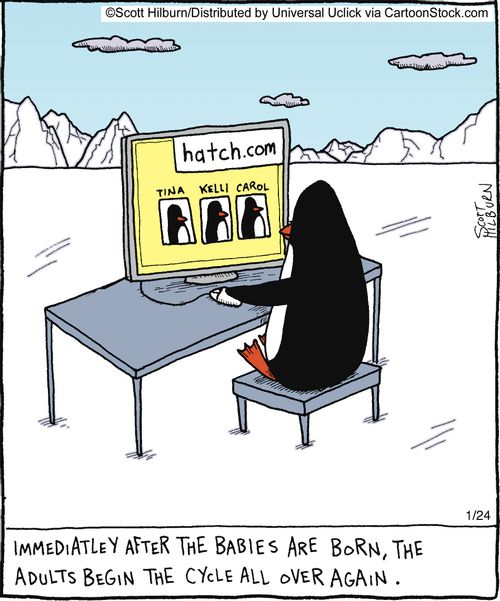 Immediately after the babies are born, the adults begin the cycle all over again.