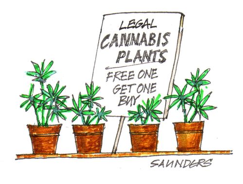 Legal Cannabis Plants: Free One Get One Buy.