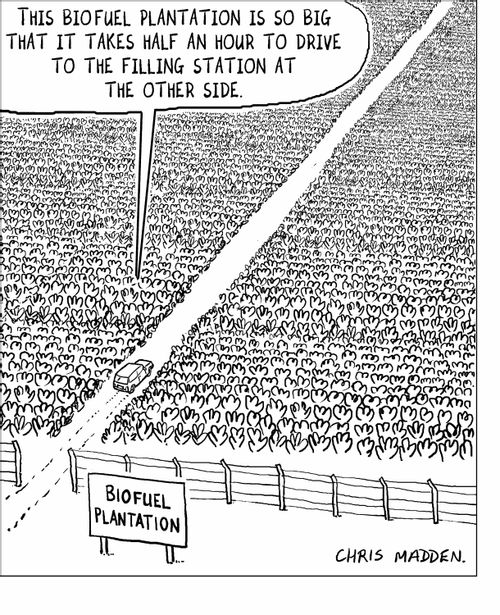 Biofuel plantation.