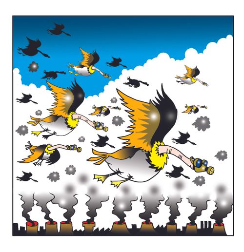 Polluted geese