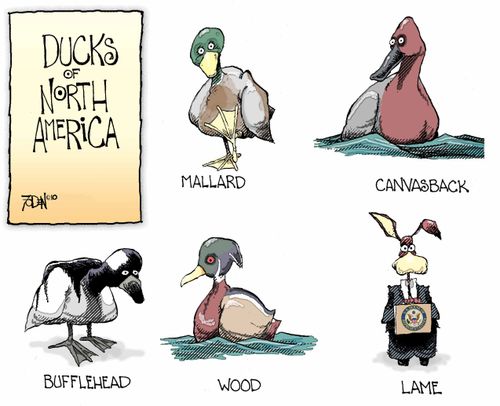 Ducks of North America