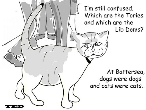 Larry Downing Street cat. 'I'm still confused. Which are the Tories and which are the Lib Dems? At Battersea, dogs were dogs and cats were cats.'