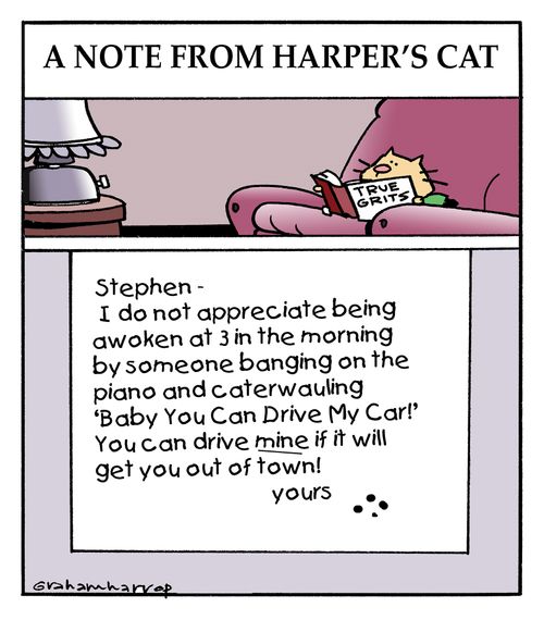 Harper's cat