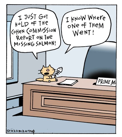 Canadian salmon go missing