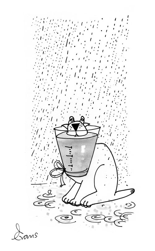 Dog wearing buster collar - which is acting as a rain gauge.