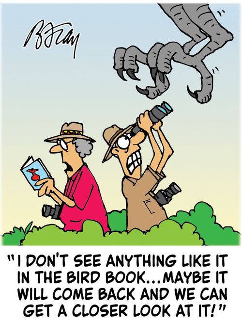 'I don't see anything like it in the bird book...maybe it will come back and we can get a closer look at it!'