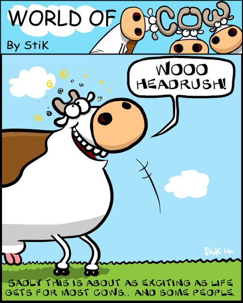 Sadly this is about as exciting as life gets for most cows...and some people.