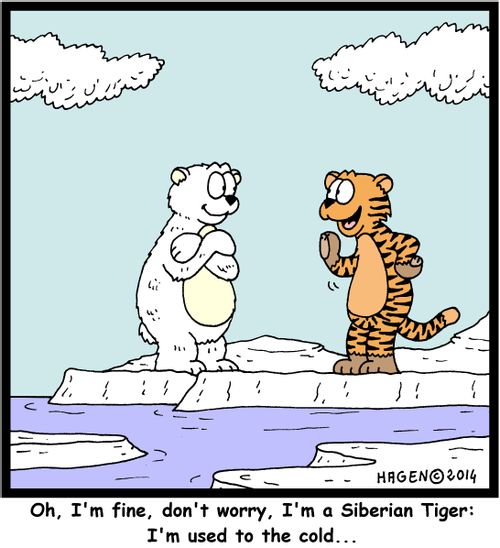 'Oh, I'm fine, don't worry, I'm a Siberian Tiger: I'm used to the cold...'