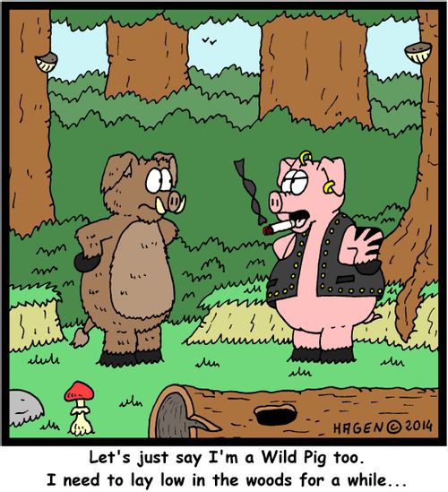 'Let's just say I'm a Wild Pig too. I need to lay low in the woods for a while...'