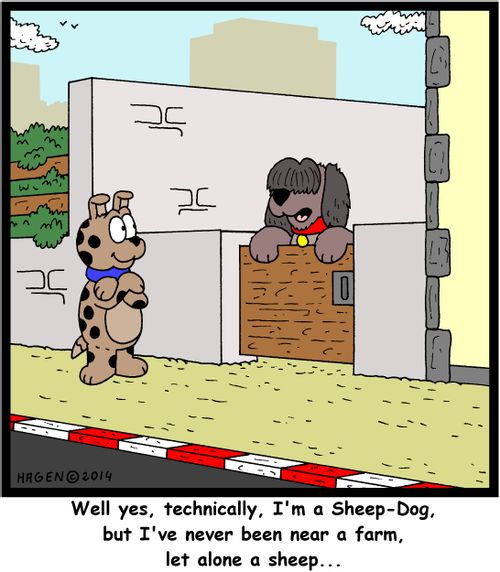'Well yes, technically, I'm a Sheep-Dog, but I've never been near a farm, let alone a sheep...'