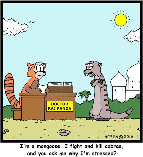 'I'm a mongoose. I fight and kill cobras, and you ask me why I'm stressed?'
