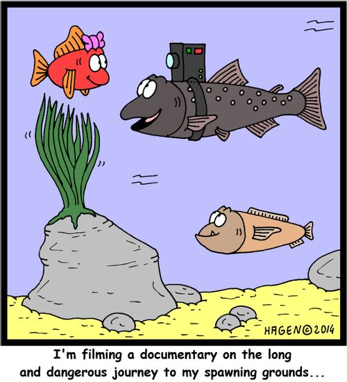 'I'm filming a documentary on the long and dangerous journey to my spawning grounds...'