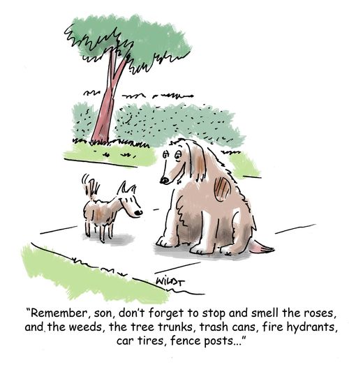'Remember, son, don't forget to stop and smell the roses, and the weeds, the tree trunks, trash cans, fire hydrants, car tires, fence posts...'
