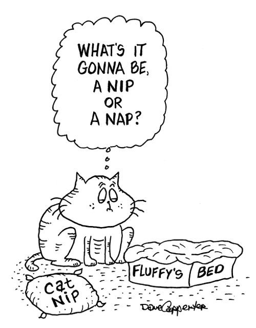 'What's in going to be, a nip or a nap.'