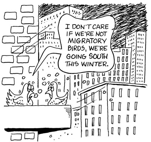 'I don't care if we're not migratory birds, we're going south this winter.