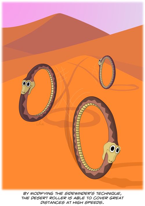 By modifying the sidewinder's technique, the desert roller is able to cover great distances at high speeds.