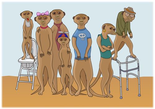 Meerkats - A Family Portrait