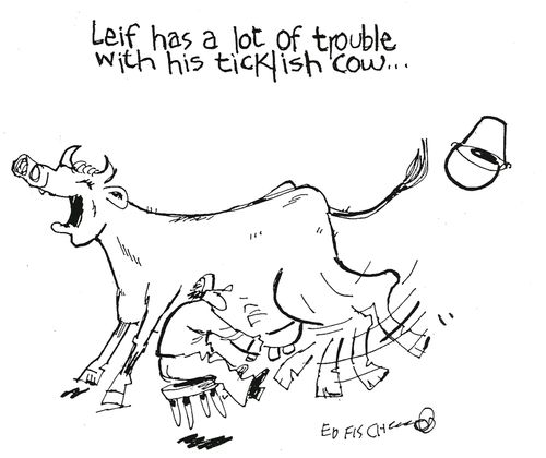 Leif has a lot of trouble with his ticklish cow...