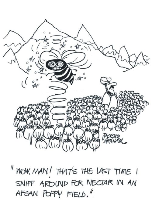 'Wow, man! That's the last time I sniff around for nectar in an Afghan Poppy Field.'