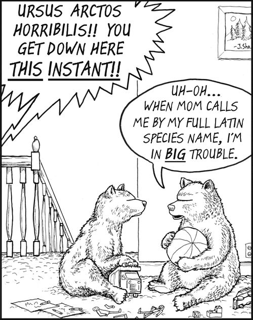 'Uh-oh... when mom calls me by my full latin species name, I'm in big trouble.'