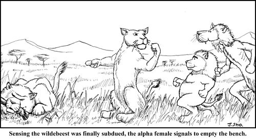 Sensing the wildebeest was finally subdued, the alpha female signals to empty the bench.