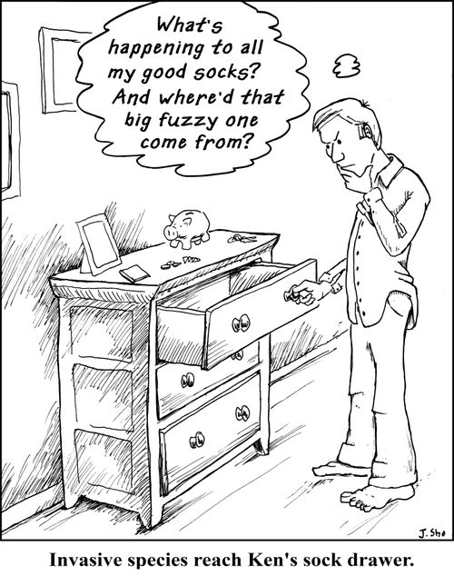 Invasive species reach Ken's sock drawer.