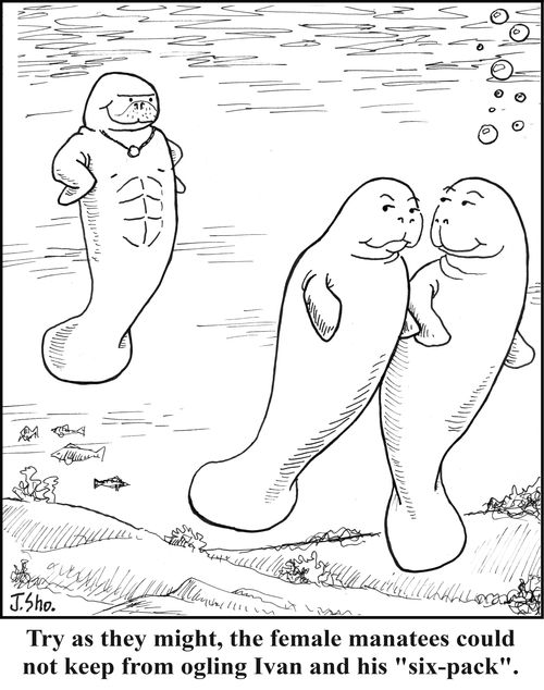 Try as they might, the female manatees could not keep from ogling Ivan and his six-pack.