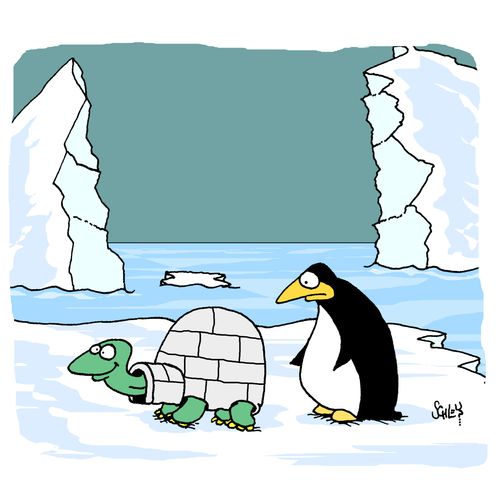 A turtle is wearing an igloo on the North Pole.