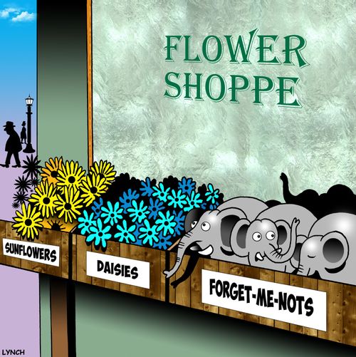 Flower Shop: Forget-Me-Nots.