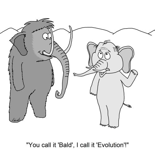 'You call it 'Bald', I call it 'Evolution'!'