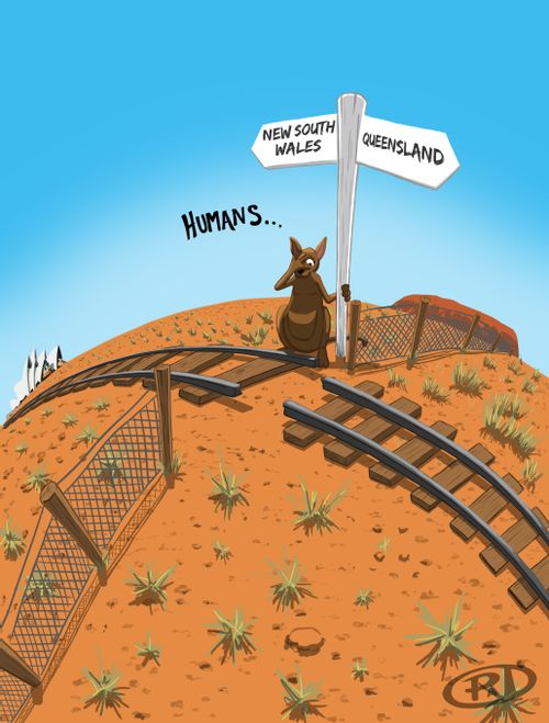 Kangaroo sits on Australian state border scratching it's head at the train tracks that are different sizes.