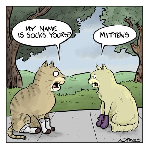 "My name is socks. Yours?"