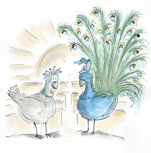 Peahen and Peacock